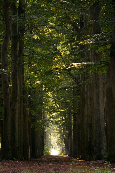 Large chemin forestier par Jim Plaum