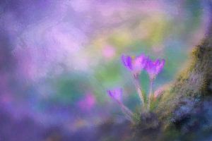 Krokusse im verträumten Nebel