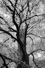 Beautiful Beech tree in black and white by Grietje van der Reijnst