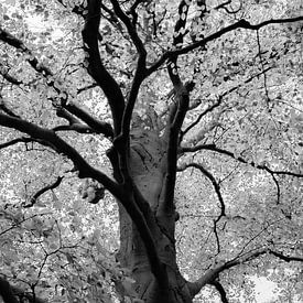 Prachtige Beukenboom in het zwart wit van Grietje van der Reijnst