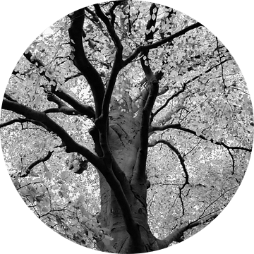 Prachtige Beukenboom in het zwart wit van Grietje van der Reijnst