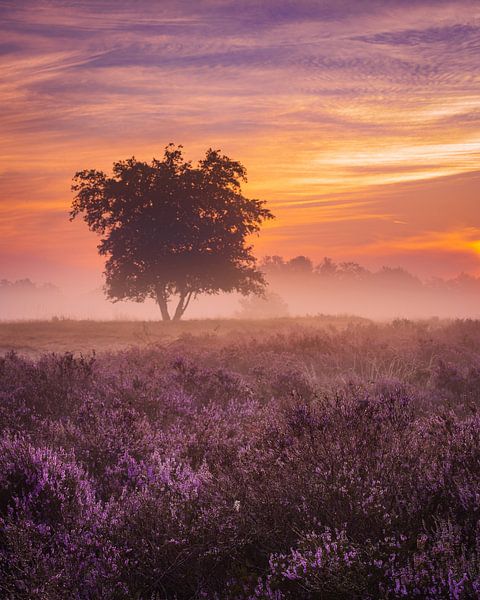 Heath in bloom, Loonse and Drunense dunes by Goos den Biesen
