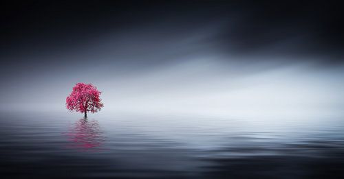 Roze boom bij meer