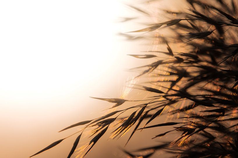 Reed plumes by Melissa Peltenburg