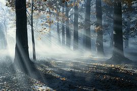 Misty Forest with Sunbeams and Shadows by Imperial Art House