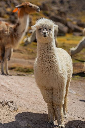 A carefree baby alpaca