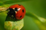 Marienkäfer am Sommermittag von Klaas Dozeman Miniaturansicht