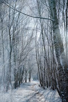 Winterlandschaft mit Schnee und Reif bedeckten Birken von Martin Köbsch