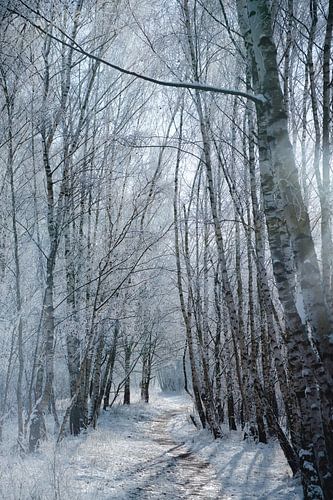 Winterlandschap met berken bedekt met sneeuw en vorst