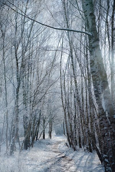 Winter landscape with snow and frost covered birch trees by Martin Köbsch