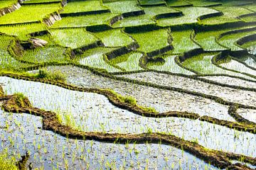 rijstvelden op Flores, Indonesie van Jan Fritz