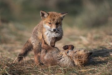 Playing fox cubs in the dunes by Jolanda Aalbers