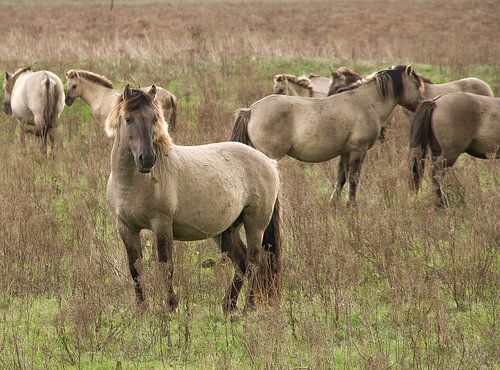Konikpaarden