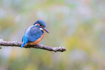 IJsvogel (Alcedo atthis) van Dirk Rüter