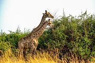 Die Giraffe isst zusammen zu Mittag von Merijn Loch Miniaturansicht