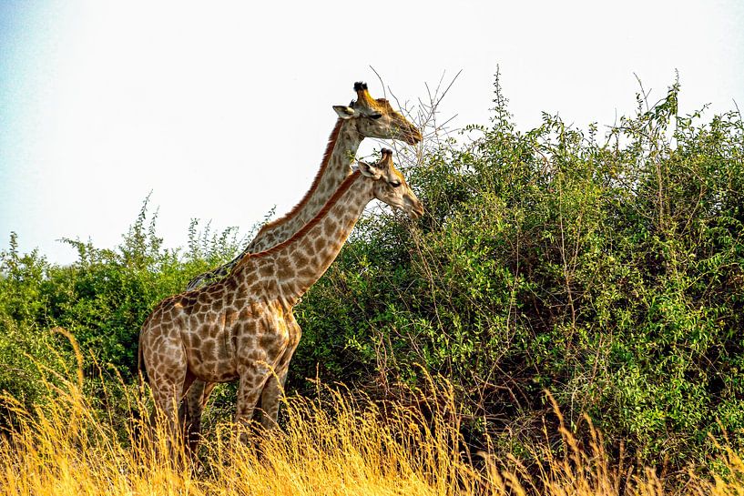 Die Giraffe isst zusammen zu Mittag von Merijn Loch