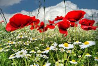 Coquelicots par Tineke Visscher Aperçu