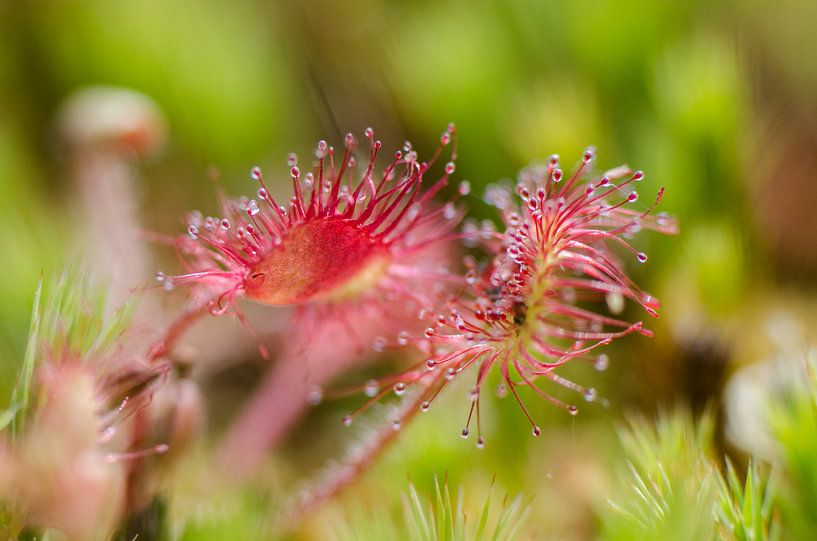 Ronde zonnedauw by Yvonne van der Meij
