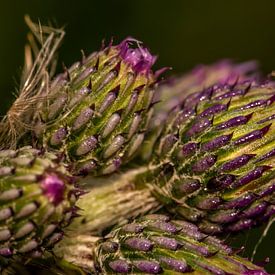 Distel 2 von Myra van Heeringen