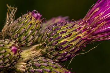 Distel 2 van Myra van Heeringen