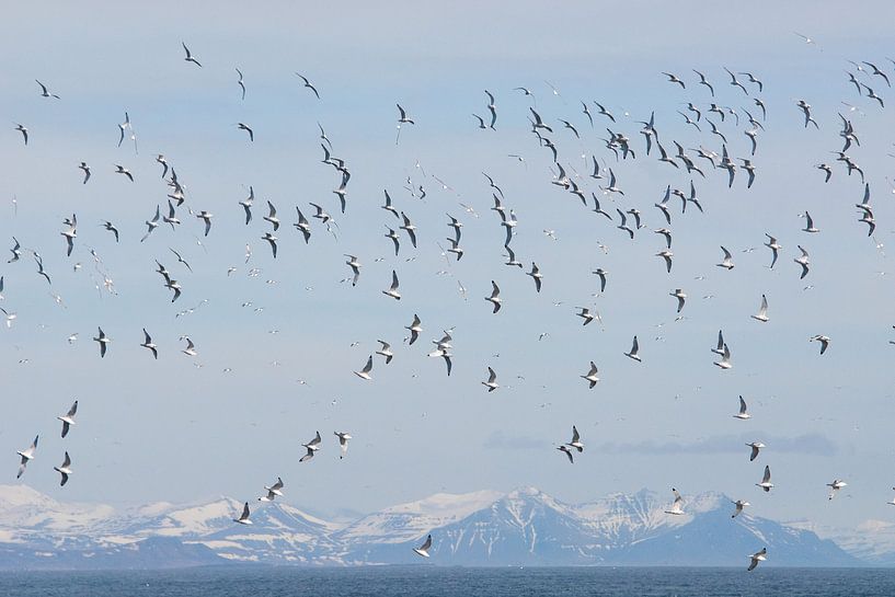 Ansicht aus der Vogelperspektive von Marije Zuidweg