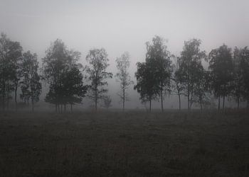 In the fog