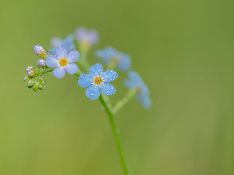 Forget-me-not by Diane van Veen