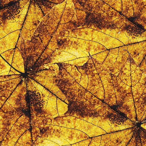 Herfstbladeren als goud