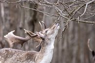 Do I smell summer there? by Louise Poortvliet thumbnail