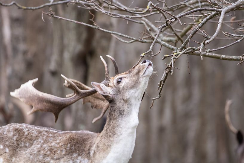 Do I smell summer there? by Louise Poortvliet