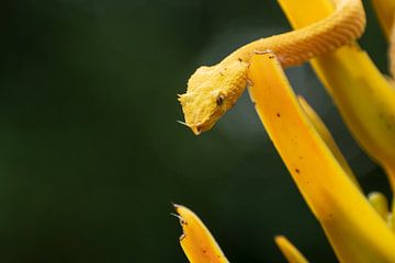 yellow eyelash palm pitviper in Costa Rica van Mirjam Welleweerd