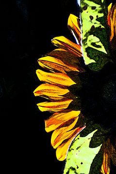 sunflower sur CreaBrig Fotografie