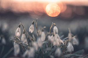 Blumen Teil 256