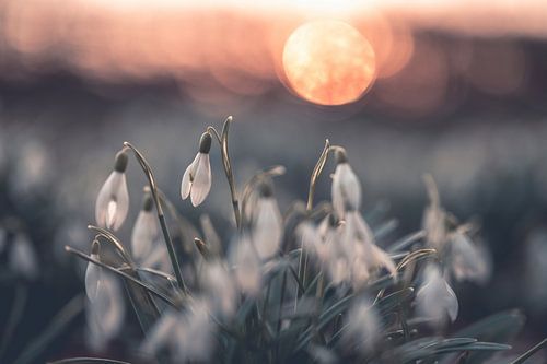 Blumen Teil 256