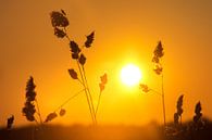 Zonsondergang in een veld, Denemarken par Nick Hartemink Aperçu