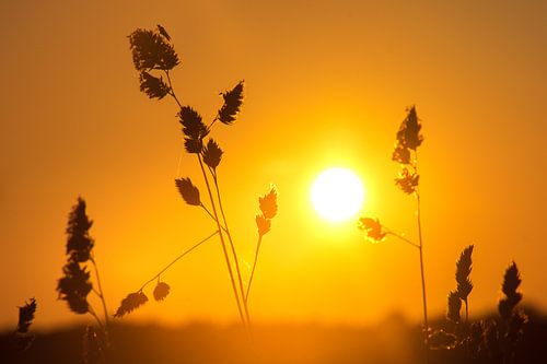 Zonsondergang in een veld, Denemarken