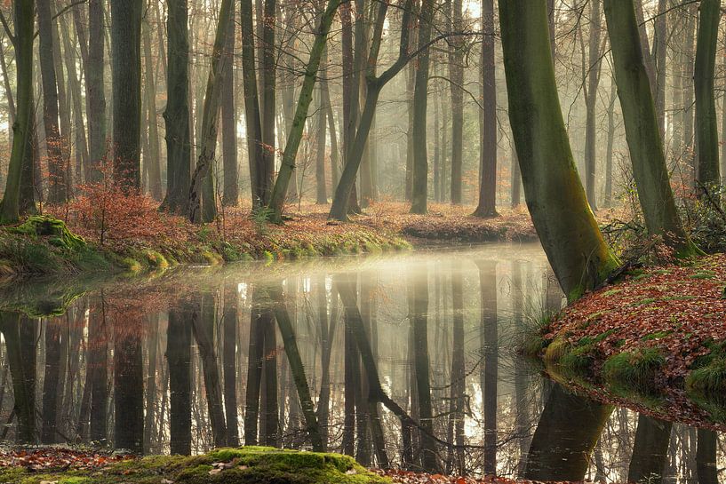 The healing power of forests by Martin Podt