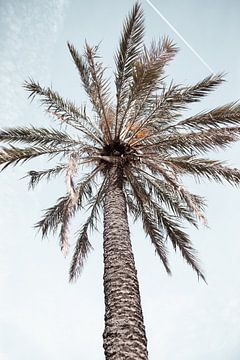 Einsamer Palmenbaum im sonnigen Spanien von Fotografia Elegante