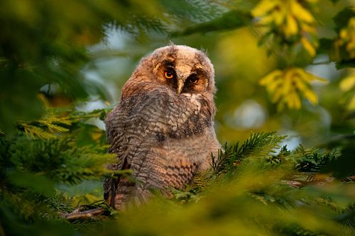 Doordringende oranje ogen in de avondzon