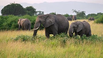 Afrikaanse olifant (Loxodonta africana) van Alexander Ludwig
