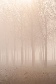 Mist in de polder (2) van Edwin Sonneveld