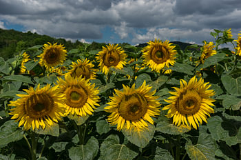 Radiant Summer Sunflower Field for Country Kitchen Decor