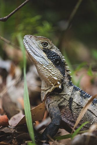 Ontmoeting met de Natuur: Wildlife op Bradleys Head Walking Track