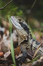 Encountering Nature: Wildlife on Bradleys Head Walking Track by Ken Tempelers thumbnail