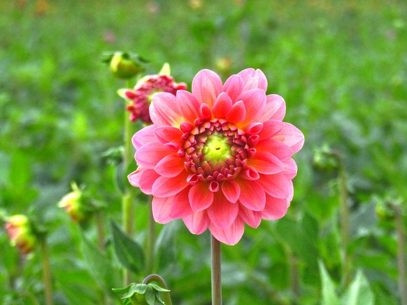 In het oog van een Roze Dahlia par Zowauwart Of Chance