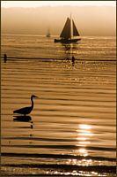 kralingse sunset plas plas veiled birds