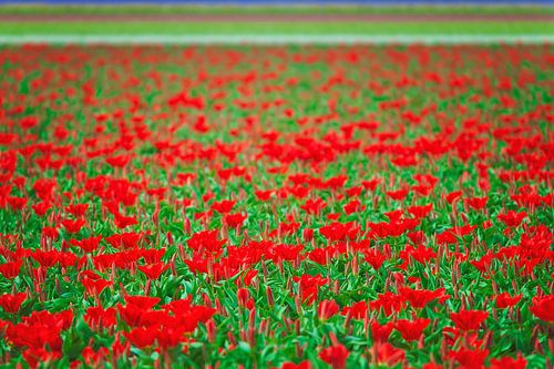 Feld voller roter Tulpen
