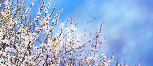 tree blossom in front of blue sky