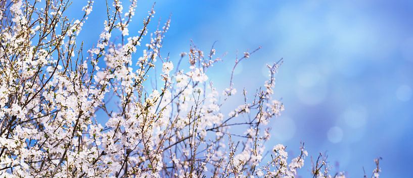 baumblüte vor blauem himmel von Dörte Bannasch