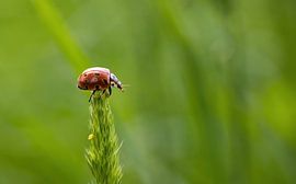 Départ sur Pixel4ormer